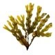 Imagem de bladderwrack, ingrediente do VIVOGUT para suporte digestivo