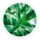 Imagem de aloe vera, calmante digestivo do GUTOPTIM